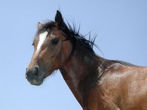 Viaje tortura de los caballos españoles hasta los mataderos italianos