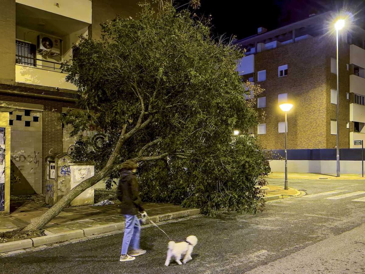 Foto: Calle de Mairena del Aljarafe (Sevilla) afectada por la borrasca Bernard. (EFE/Jose Manuel Vidal)