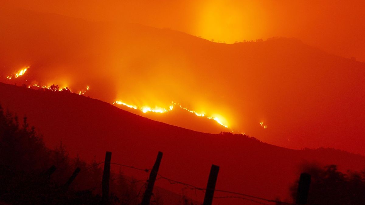 Fuego y cenizas: la destrucción de los bosques