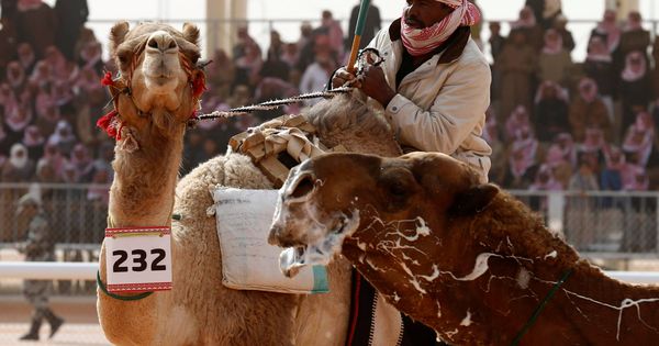 Foto: Doce camellos han sido descalificados por usar botox en el King Abdulaziz Camel Festival (Reuters)