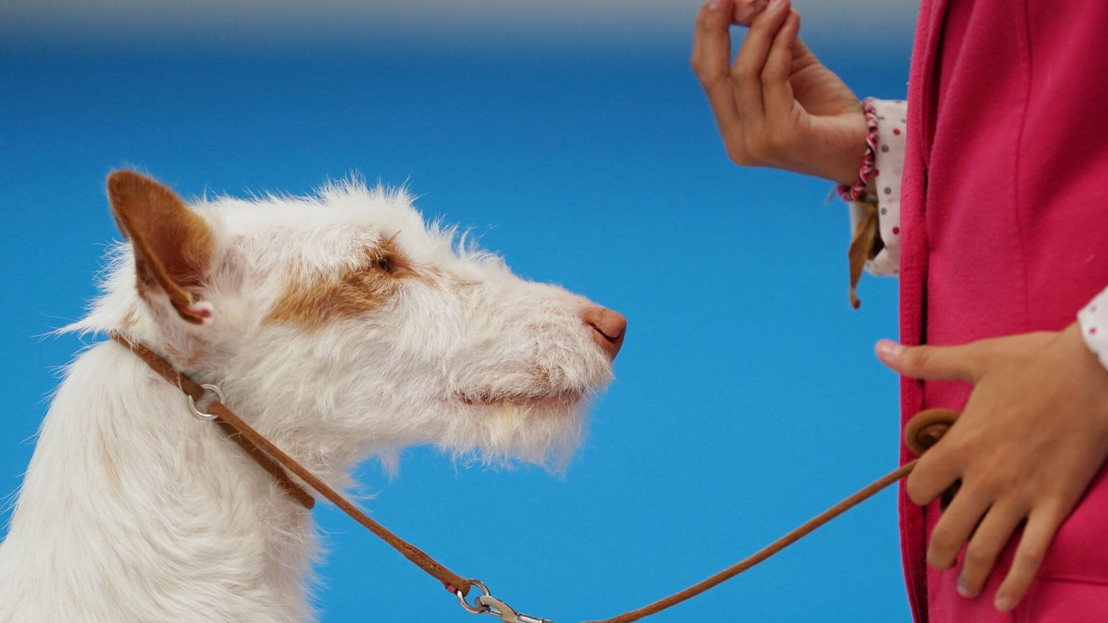 Vicente Parra, adiestrador canino: “Utilizar una correa de cinco o diez metros permite asegurar que el perro acuda cuando lo llamamos”