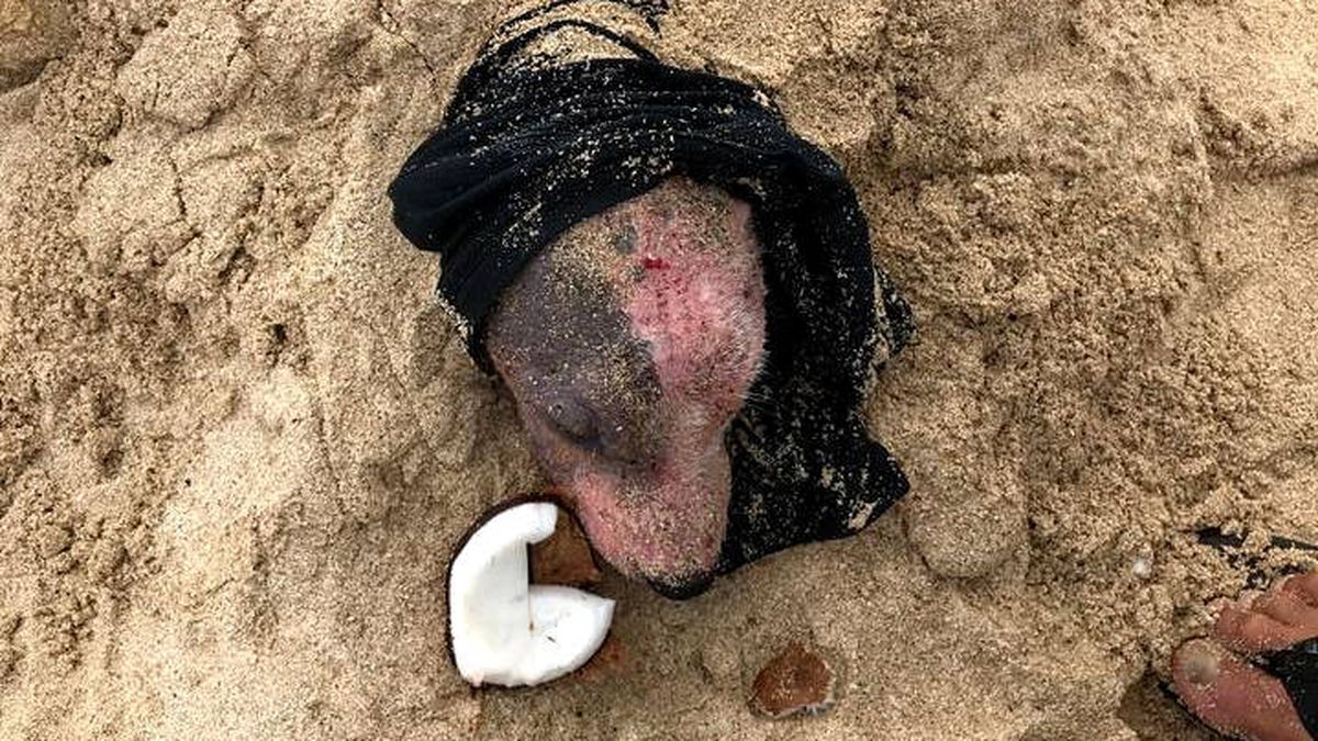 Encuentran a una perra enterrada viva en la playa, quemada y sin restos de piel