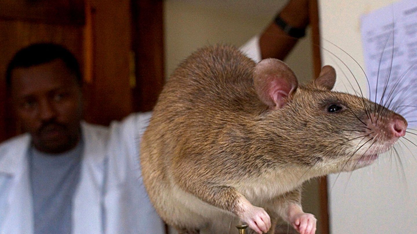 Una rata de laboratorio en Morogoro, Tanzania. (Sala Lewis / Reuters)