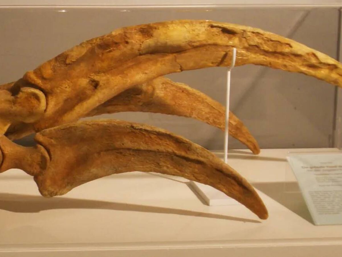 Dinossauro da Mongólia possuía as garras mais longas já registradas em animais terrestres