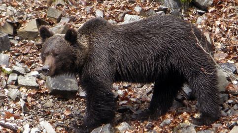Los osos pardos acechan los pueblos: qué está cambiando en la cordillera Cantábrica