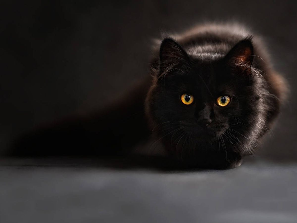 Foto: El gato de Sylvia y Gavin, llamado Phangan, necesita un costoso tratamiento veterinario (Foto: Pixabay)