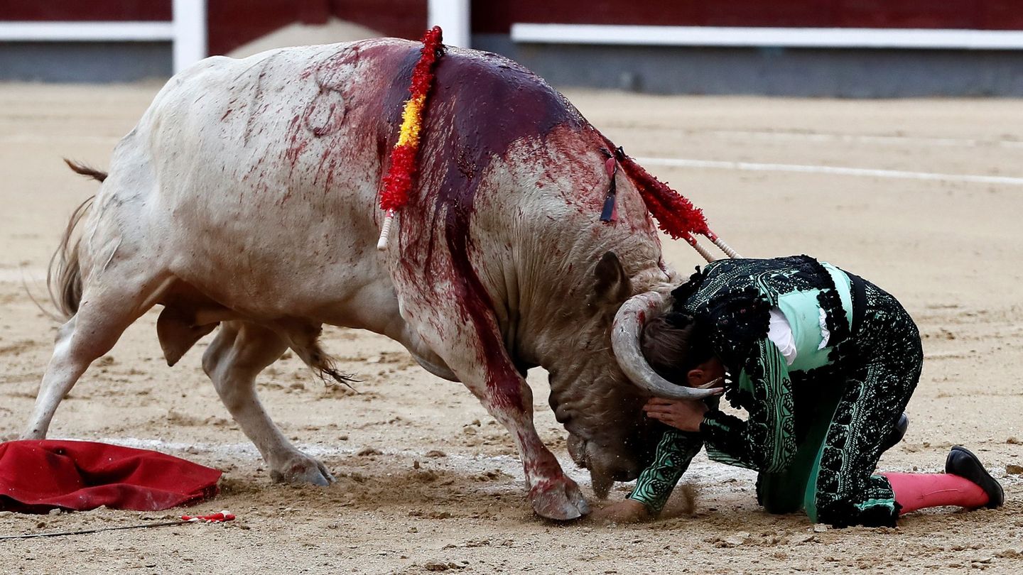 El diestro Javier Cortés sufre una cogida con su segundo toro. (EFE)
