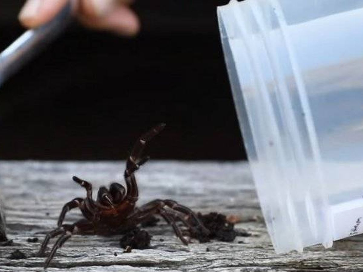Foto: Una araña de tela de embudo siendo atrapada. Foto: Youtube