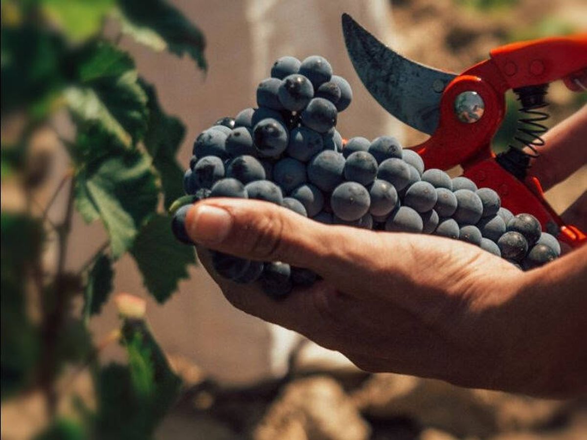 Foto: Recogida de un racimo de uva monastrell en una explotación alicantina. (Vinos Alicante DOP)