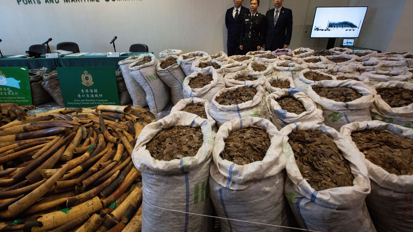 El servicio de Aduanas de Hong Kong presenta al público un alijo de varias toneladas de escamas de pangolín. (EFE)