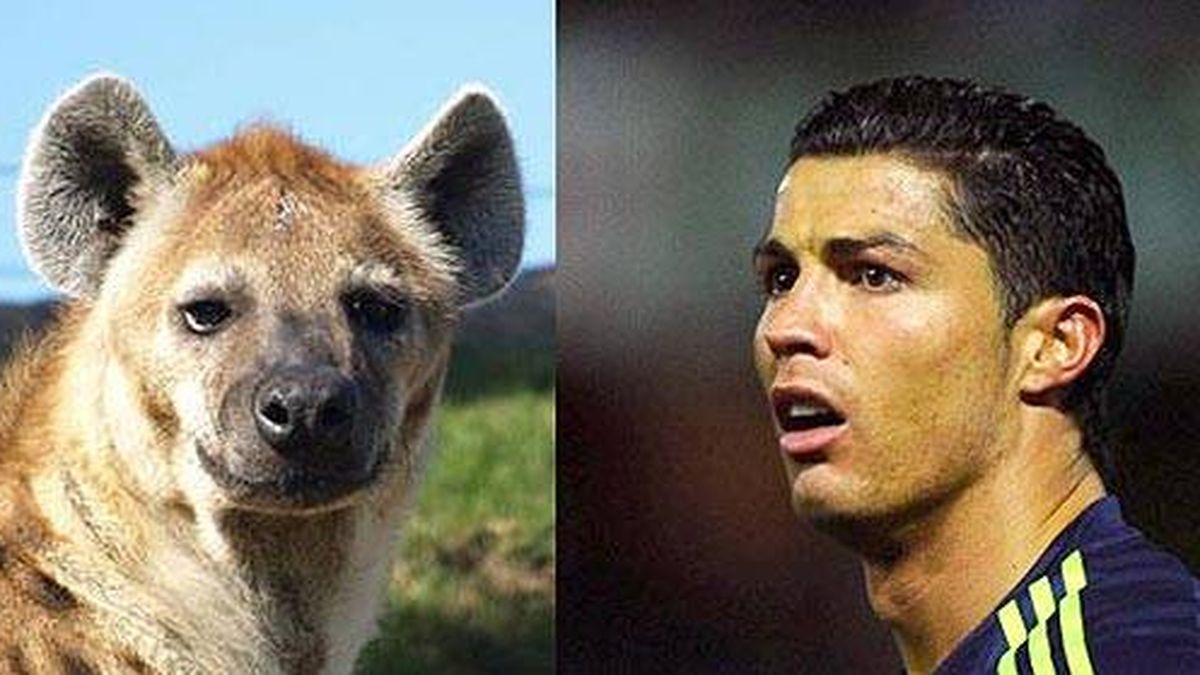El Supremo rechaza la demanda del Real Madrid contra TV3 por el video de las hienas