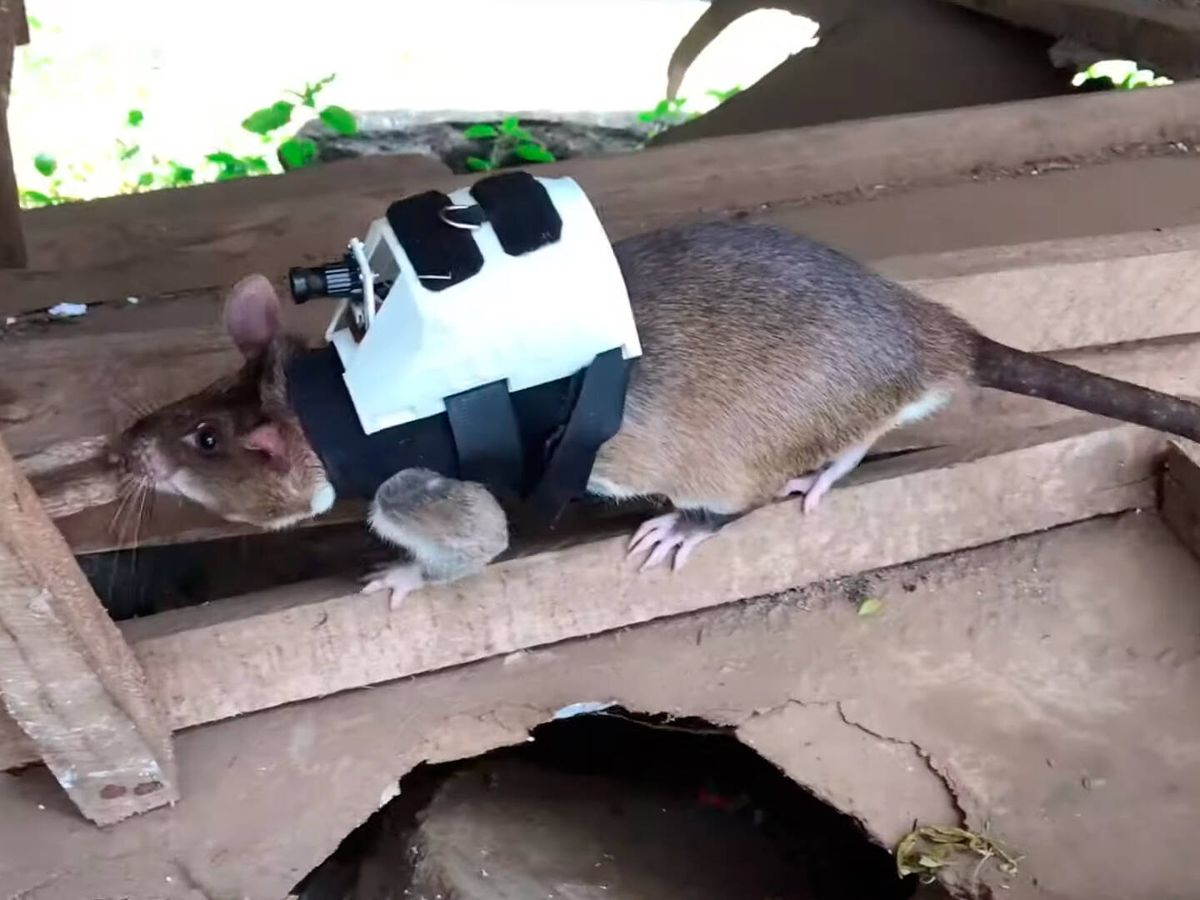 Tecnología contra roedores en Hong Kong