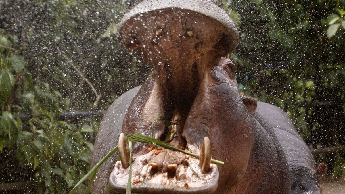 Los hipopótamos de Pablo Escobar: de 'mascotas' a amenazar la fauna de Colombia