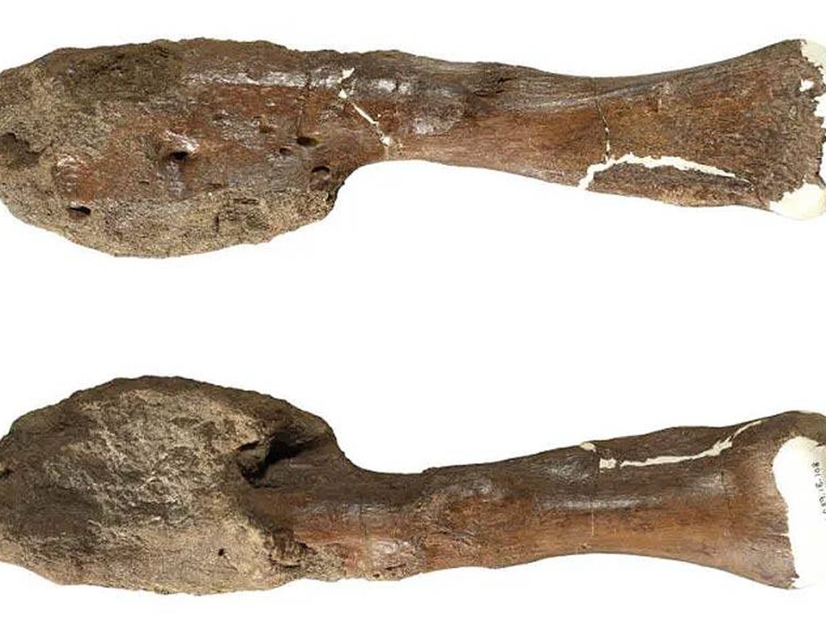 Foto: El peroné del Centrosaurus afectado con un osteosarcoma. (Royal Ontario Museum/McMaster University)