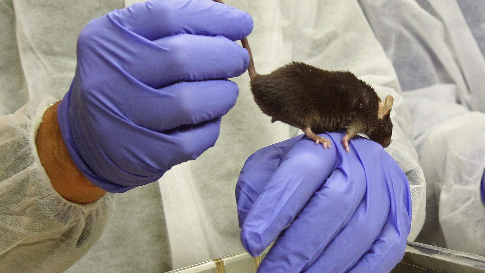 Foto: os ratones con niveles reducidos de la proteína ATR, involucrada en la reparación del genoma, envejecían más rápido de lo normal