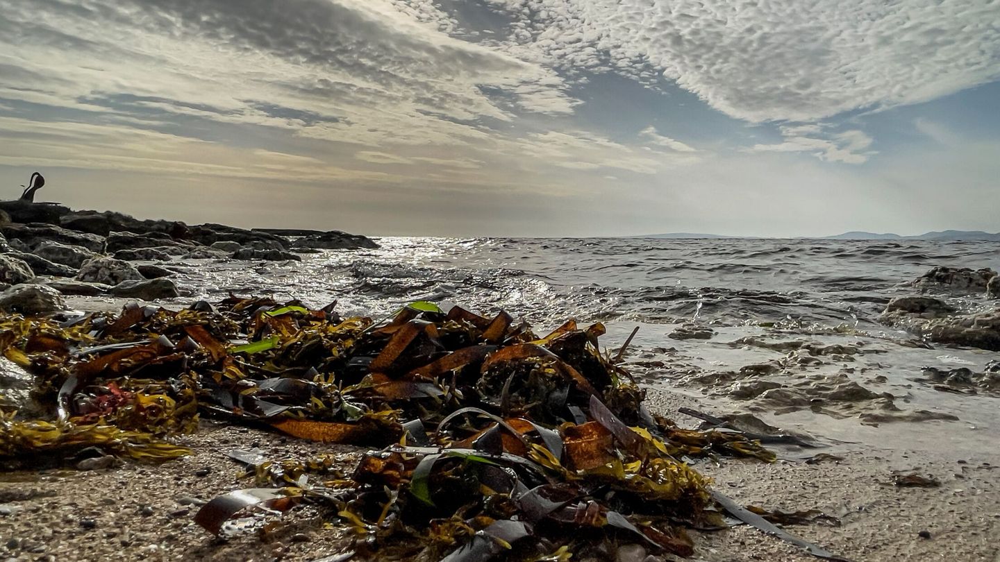 restos de posidonia muerta en las playas de Palma. (EFE/Cati Cladera)