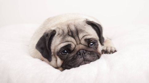 ¿Por qué a algunos perros les lloran tanto los ojos? 