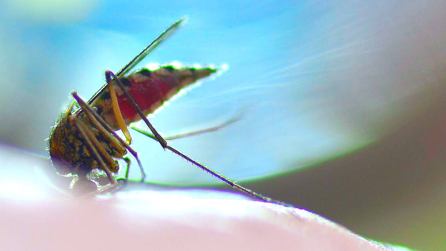 El dengue, provocado por un flavivirus, se contrae a través de la picadura de un mosquito. (iStock)