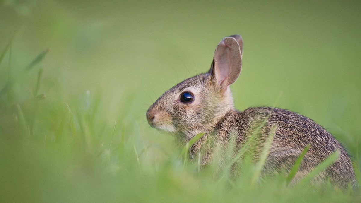 El conejo, "en peligro de extinción" en España