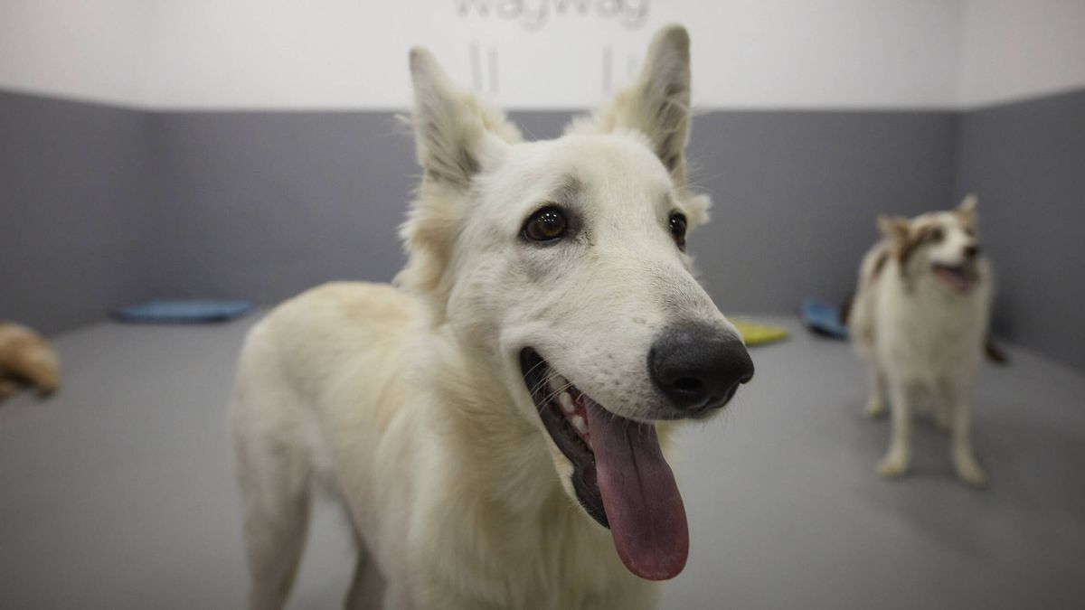 ¿Posible pandemia canina? Cientos de perros en EEUU sufren una nueva enfermedad