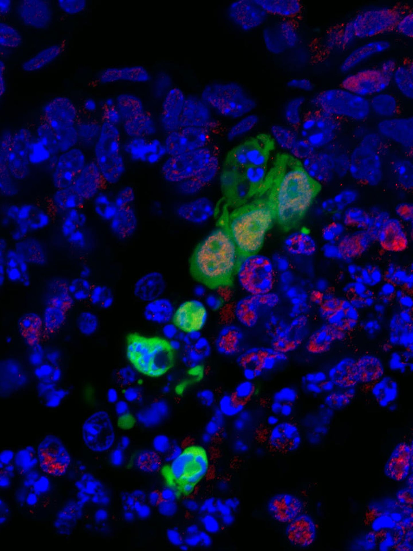 Imagen de un embrión de ratón en cuyo interior se ven células pluripotentes humanas (Cortesía del Instituto Salk)
