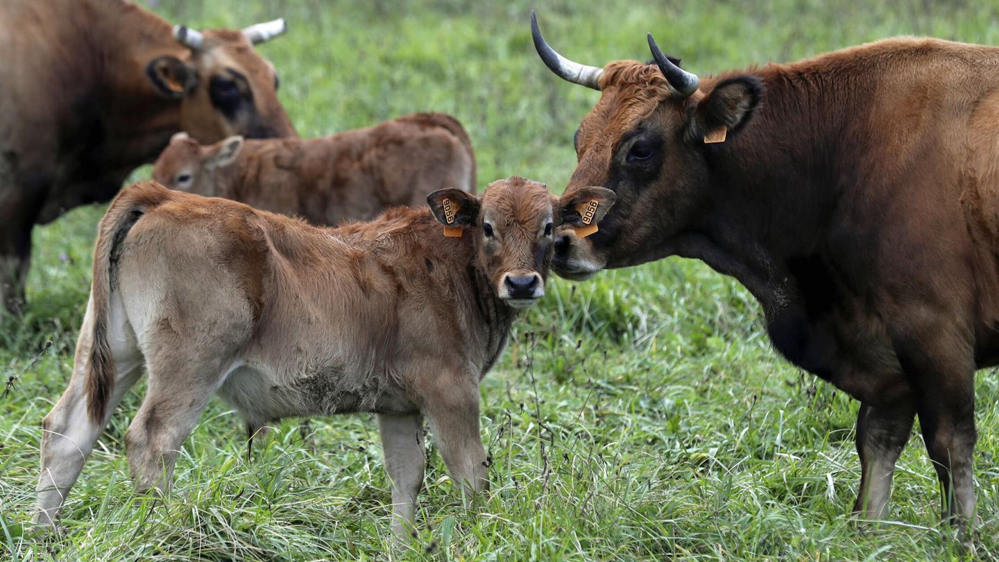 El ganado bovino es el más afectado por la EHE. (EFE)