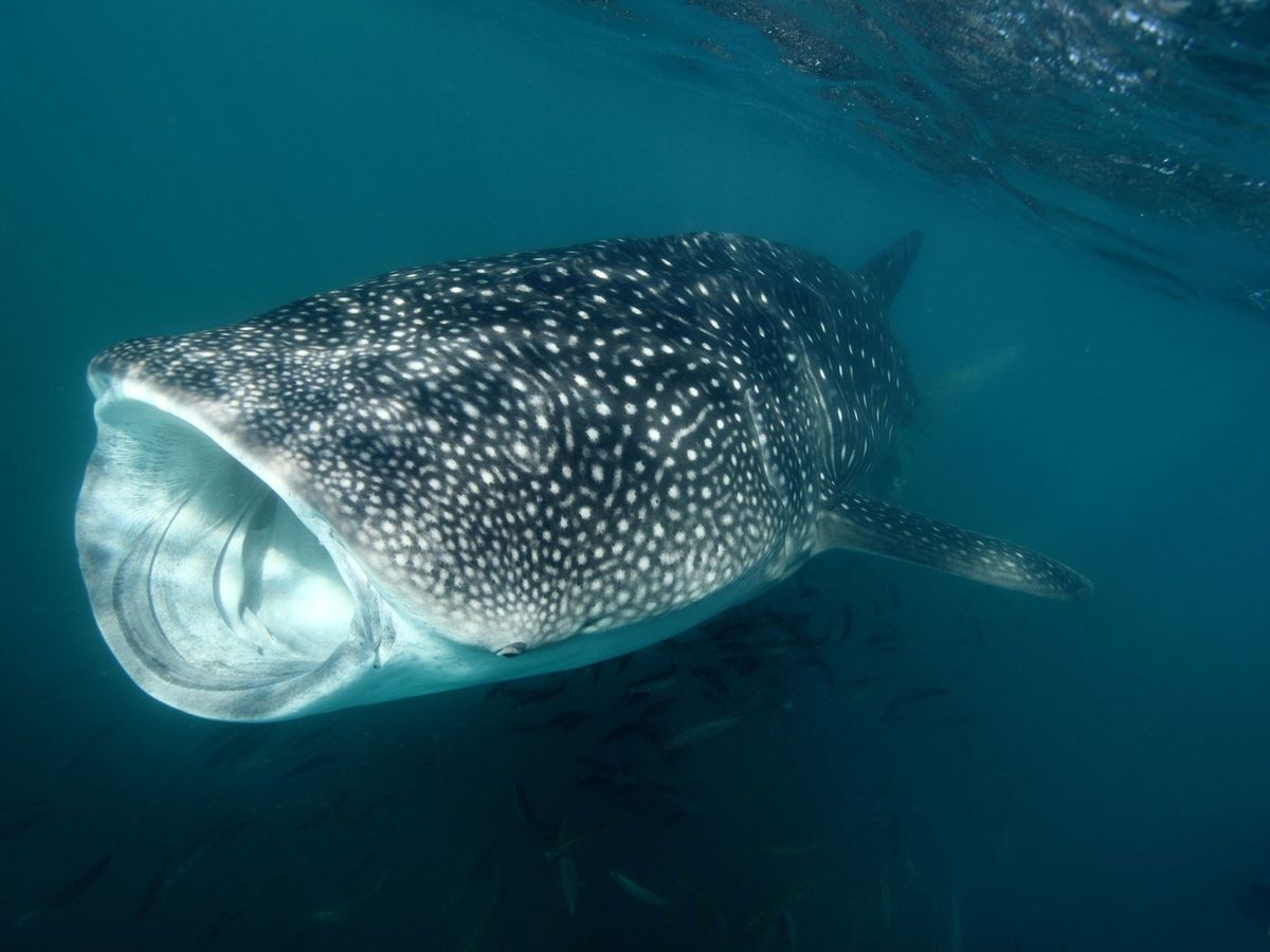 Foto: Un tiburón ballena. Foto: EFE WWF 