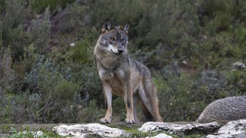 La 'Estrategia del lobo': un paso adelante pero todavía muy limitado