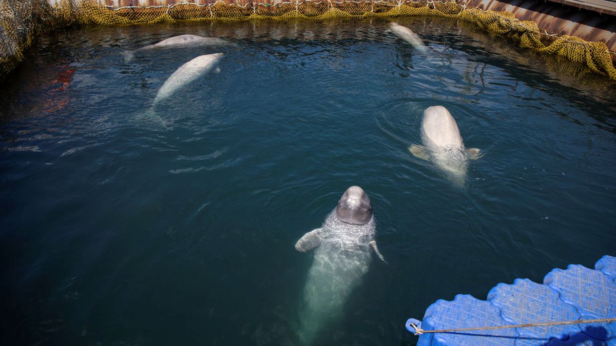 Canadá prohibirá por ley la cautividad de delfines y ballenas en acuarios y parques