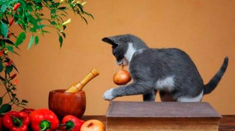 El tierno llanto viral de una gata mientras su dueña corta una cebolla 