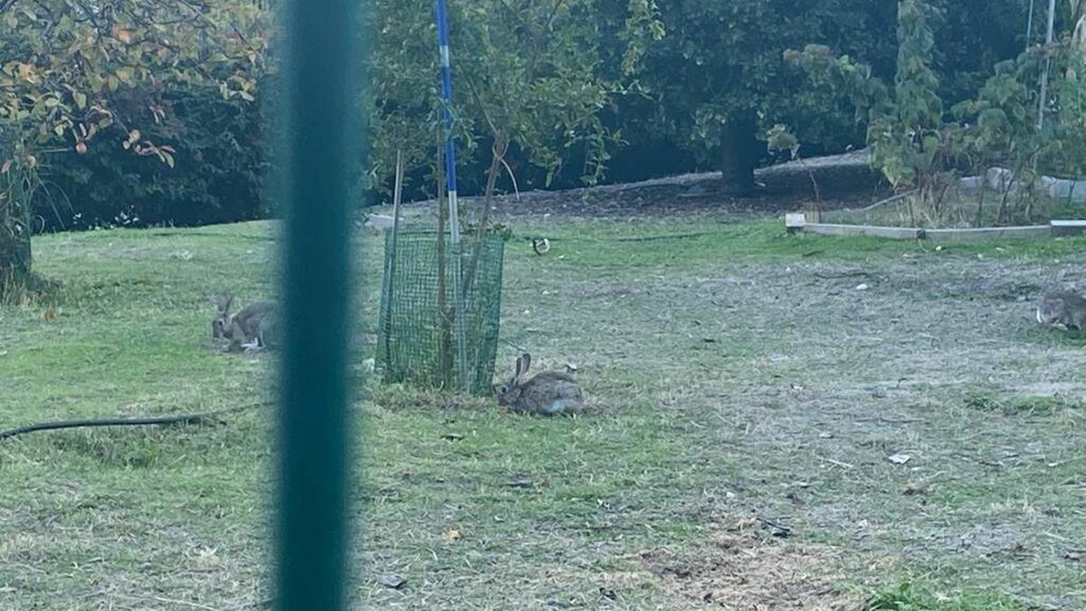 Epidemia de conejos en Carabanchel: Llegaron en tráilers desde Boadilla