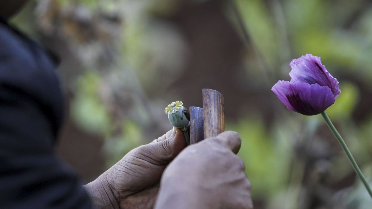 Otras perlas de las urnas de EEUU: Oregón despenaliza 'drogas duras' como la heroína