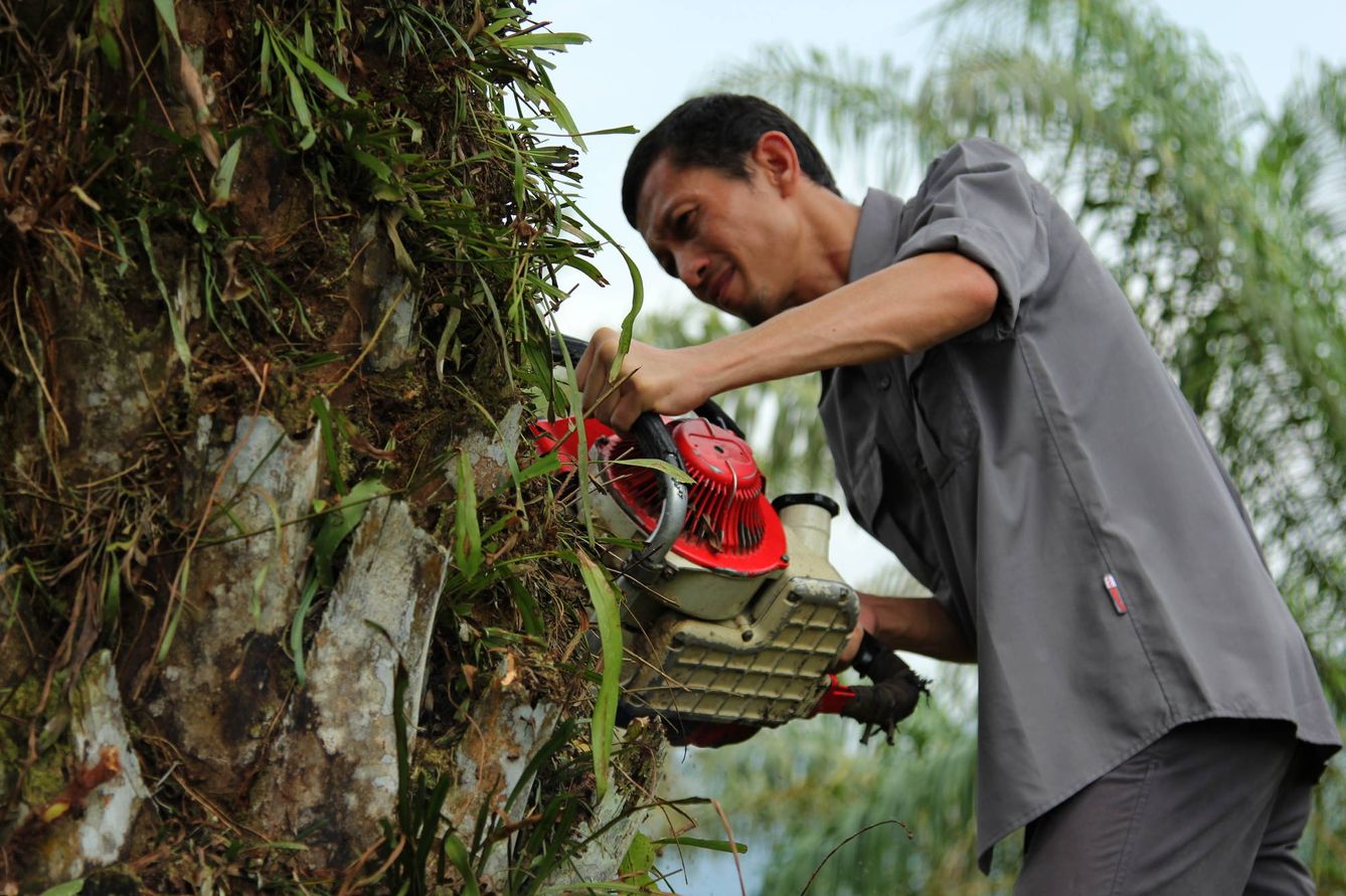 Rudi Putra disecciona una palma aceitera de una plantación ilegal en el distrito de Aceh Tamiang. (L. Villadiego)