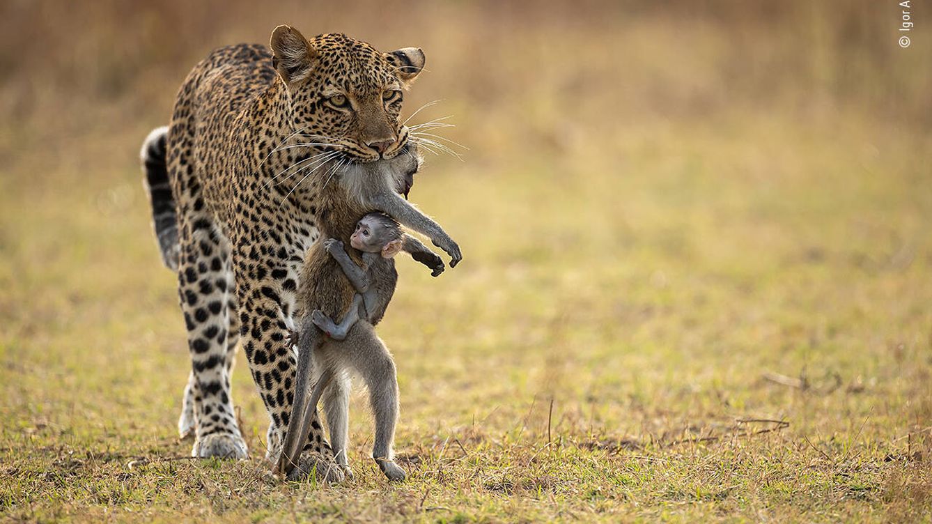 Foto: Un leopardo tras cazar una hembra de babuino con su cría aferrada a ella. (Igor Altuna/Wildlife Photographer of the Year)