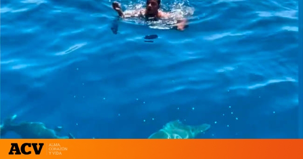 Vídeo | Se lanza al agua entre tiburones para salvar a un pájaro muy ...