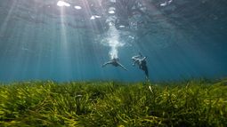 Asociación Vellmarí y la Bluewave Alliance plantan 100.000 haces de posidonia en las Islas Baleares