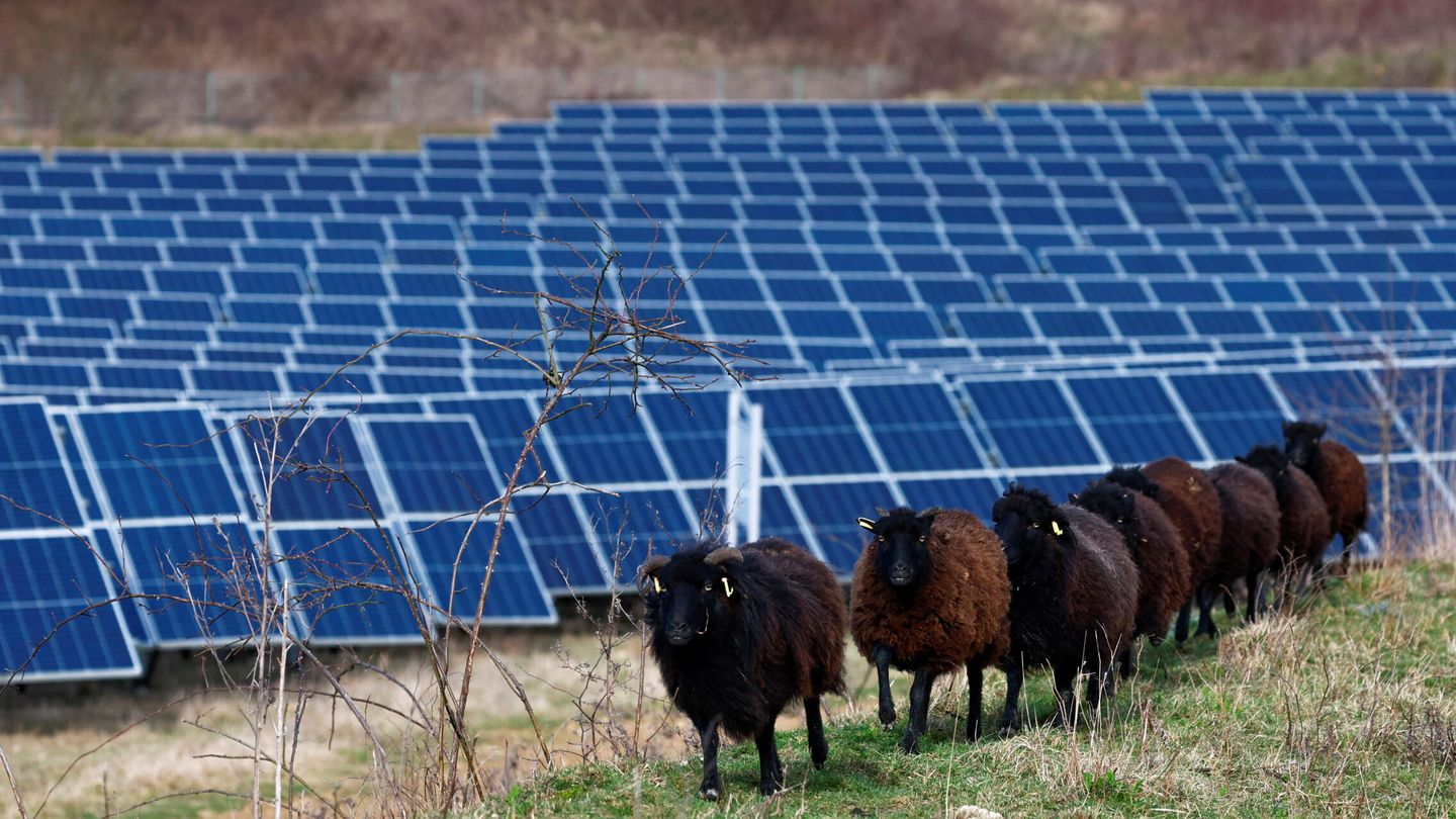 Un parque fotovoltaico. (Reuters/Gonzalo Fuentes)