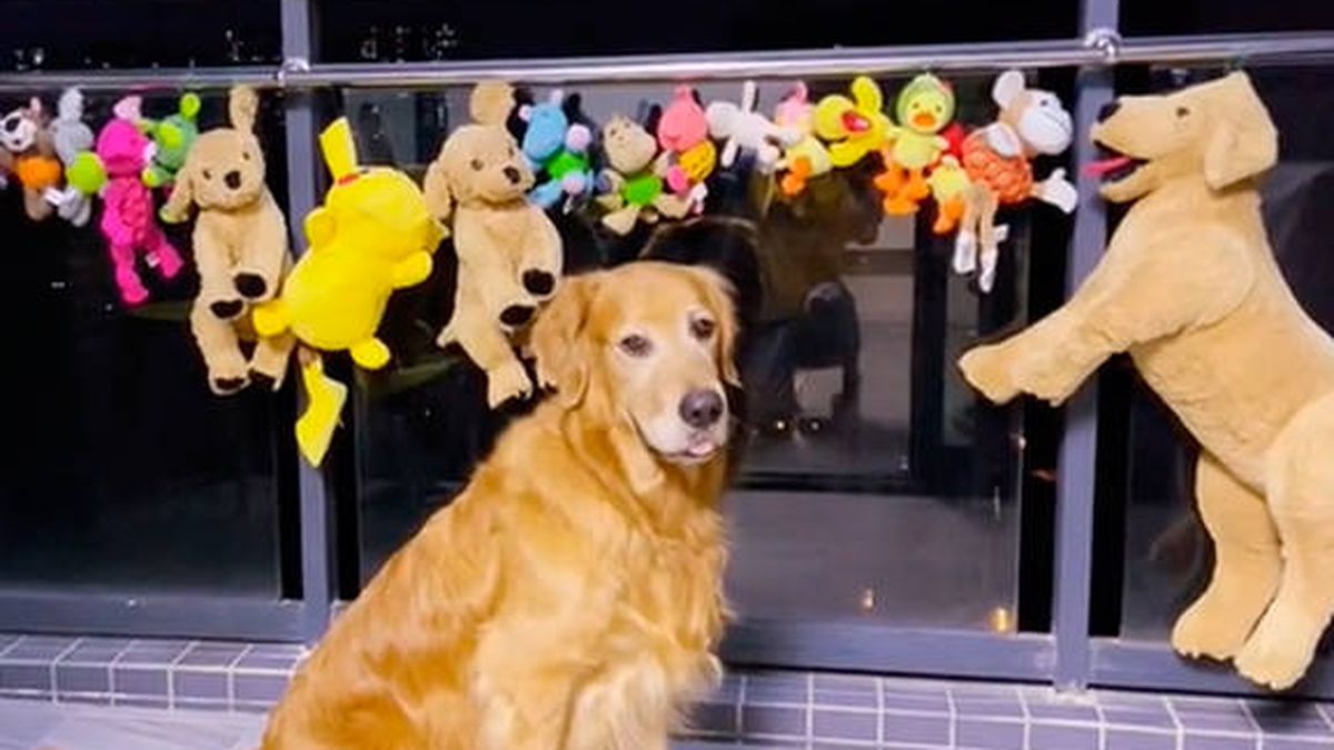 El vídeo viral de un perro que se despierta por la noche para cuidar de sus juguetes