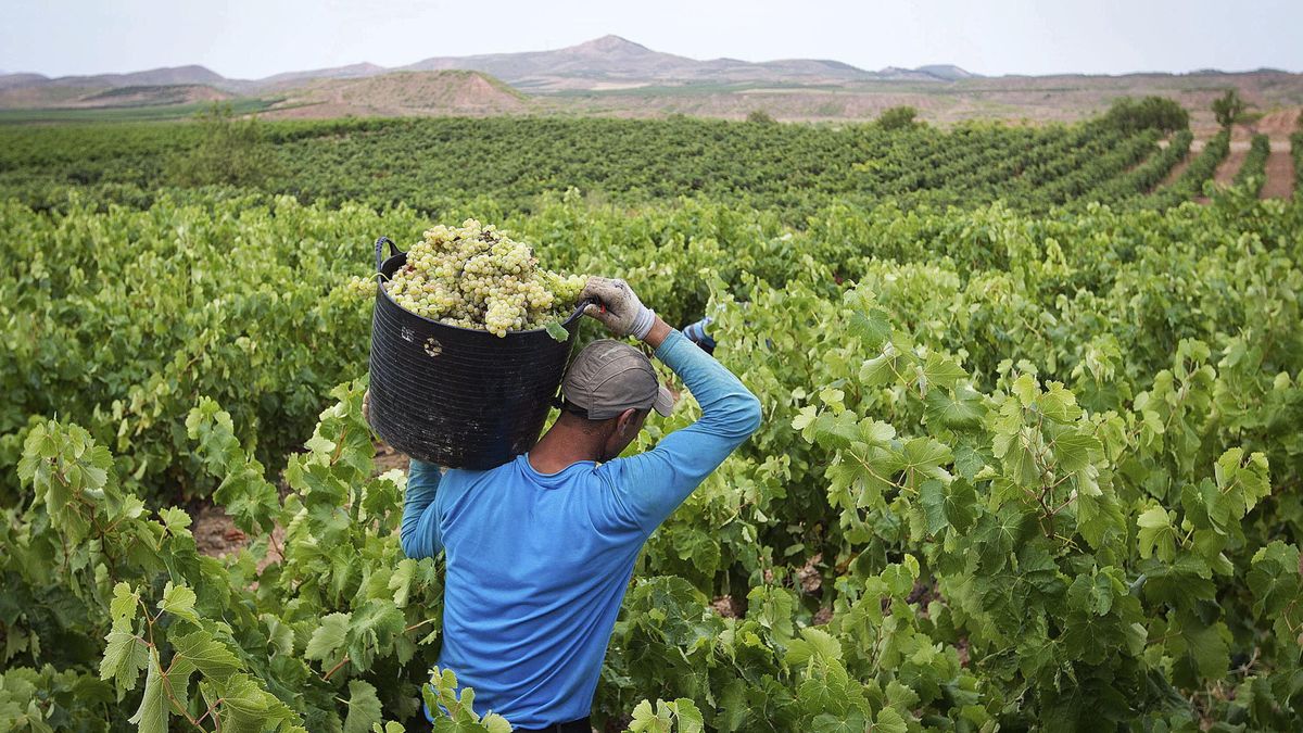 Los bodegueros de Rioja Alavesa temen su peor resaca: el AVE puede atravesar la zona