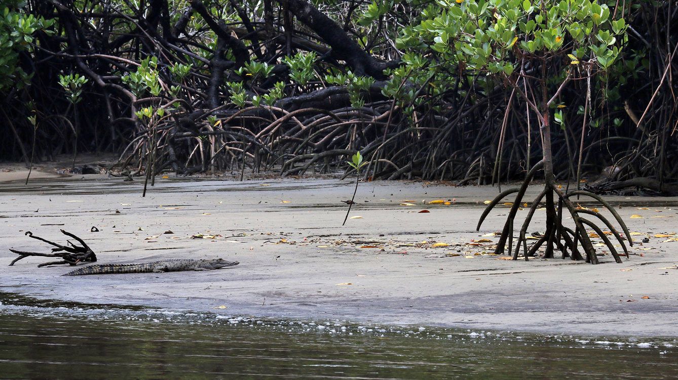 Foto: Un cocodrilo marino en la playa de un manglar australiano. (Andoni Canela)