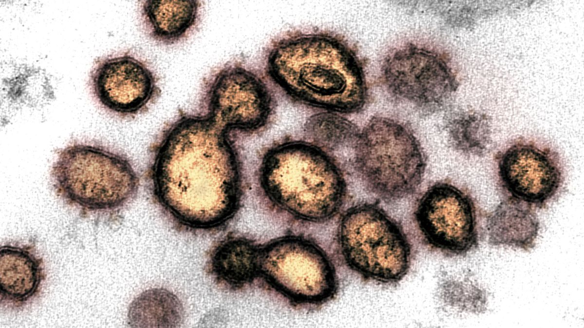 La científica escocesa que identificó el primer coronavirus humano en 1964