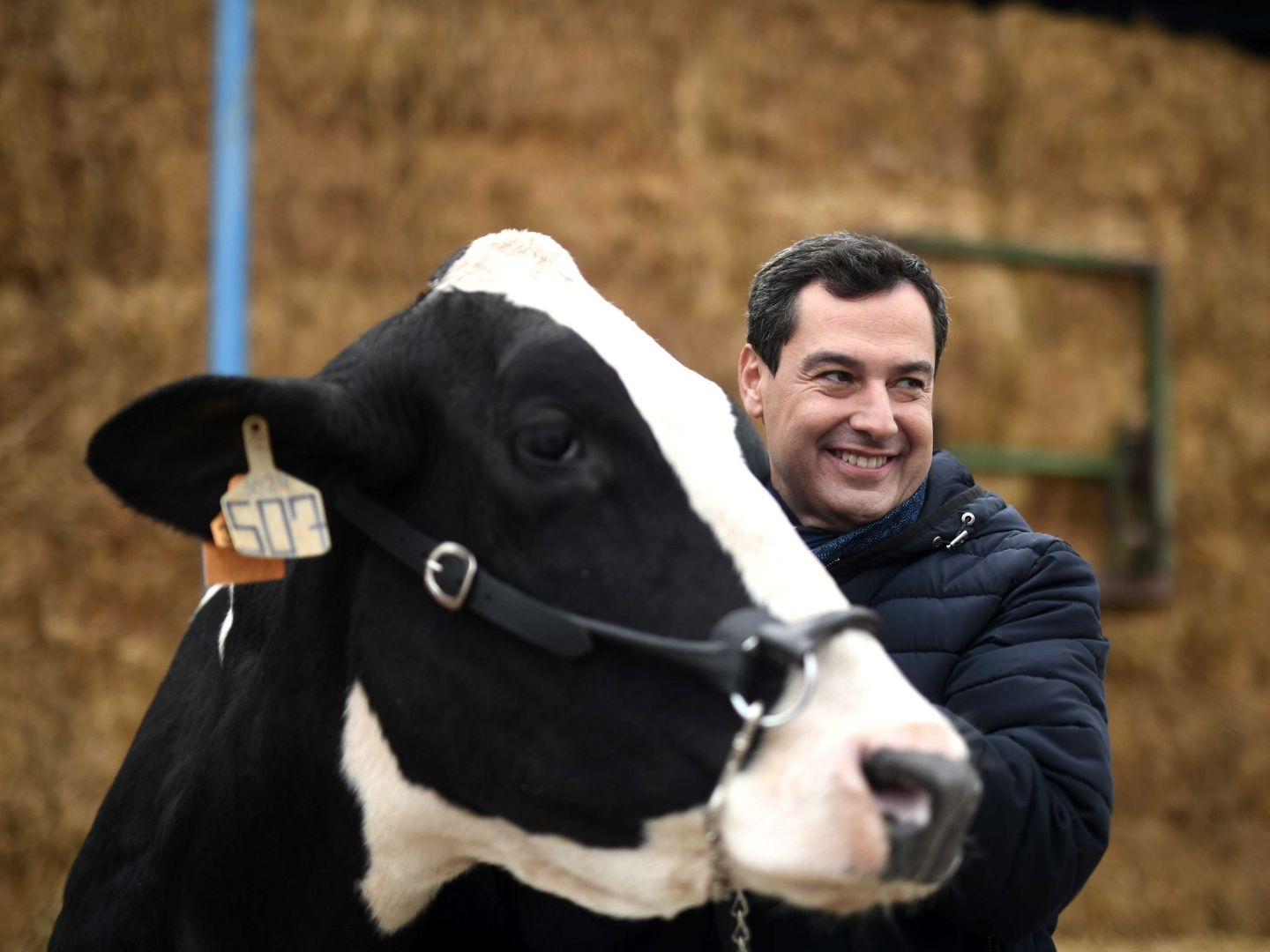 El candidato del PP, en una granja de Córdoba, con una vaca a la que le pidió el voto. (EFE)