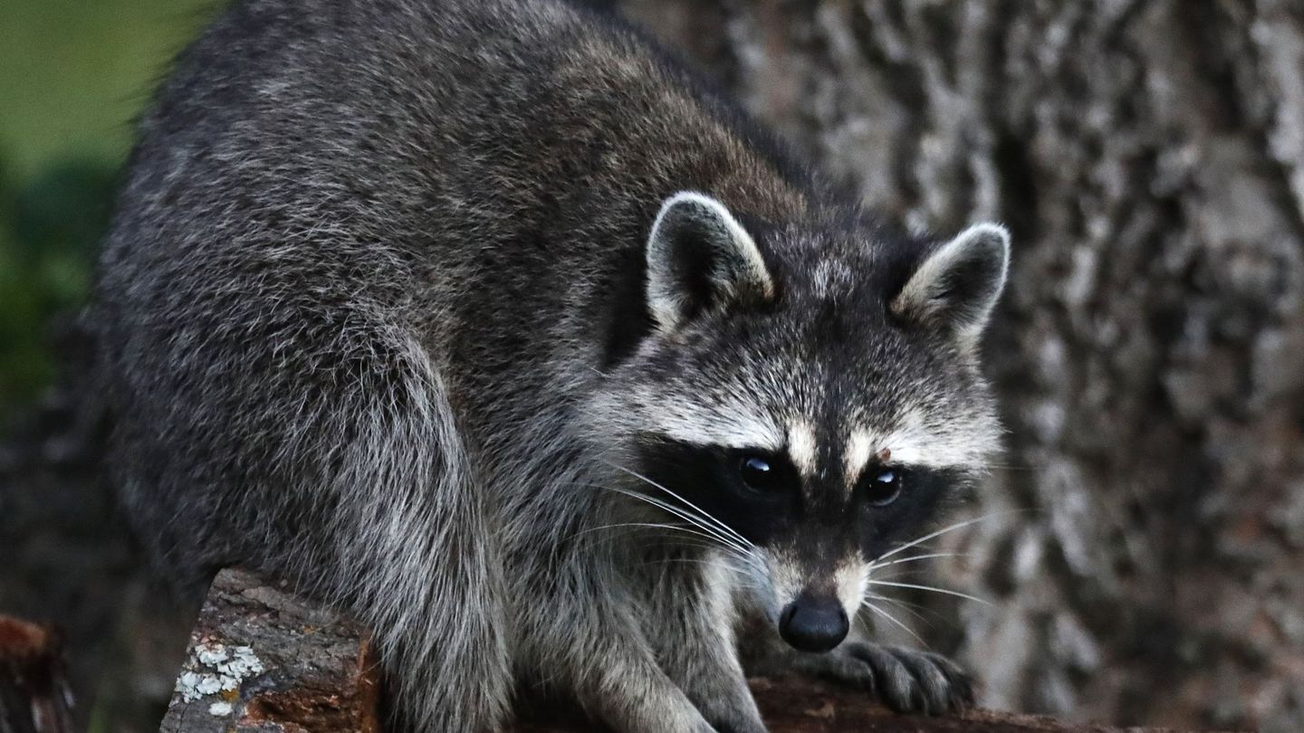 El mapache, una de las especies invasoras prohibidas en la legislación actual (Foto: EFE)