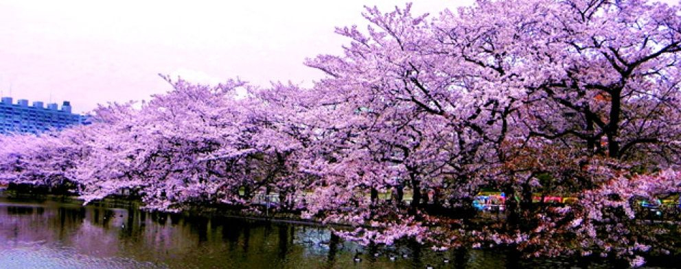 Foto: Tokyo: comienza la primavera Zen