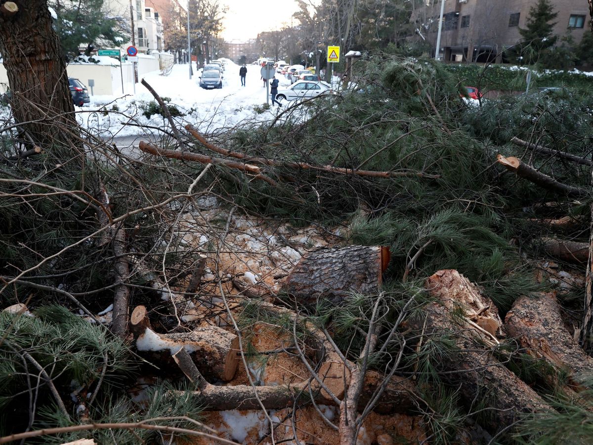 Foto: Vista de las ramas caídas de varios árboles como consecuencia de la nevada. (Chema Moya / EFE)