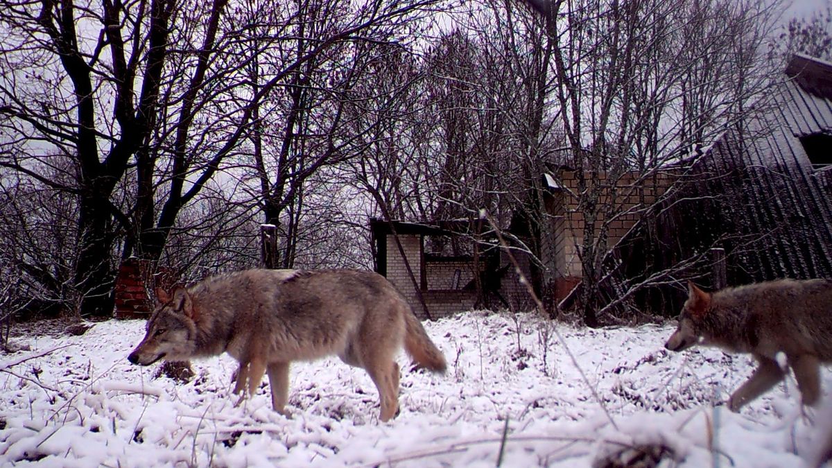 La selección genética que ha hecho que los lobos de Chernóbil resistan el cáncer