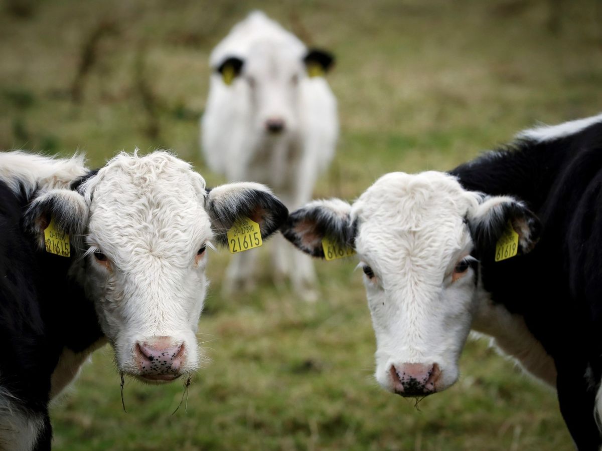 Las vacas expresan sus los mugidos y hablan entre ellas