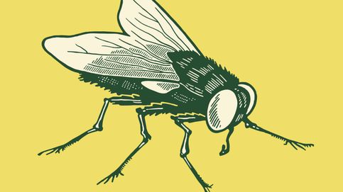 ¿Por qué decimos que las cosas caen como moscas? El origen de una expresión popular
