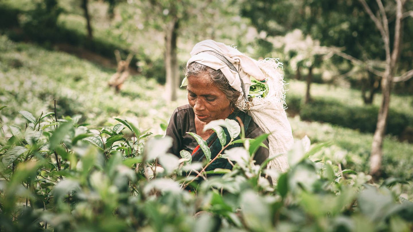 Mujer recogiendo té en Sri Lanka. (iStock)
