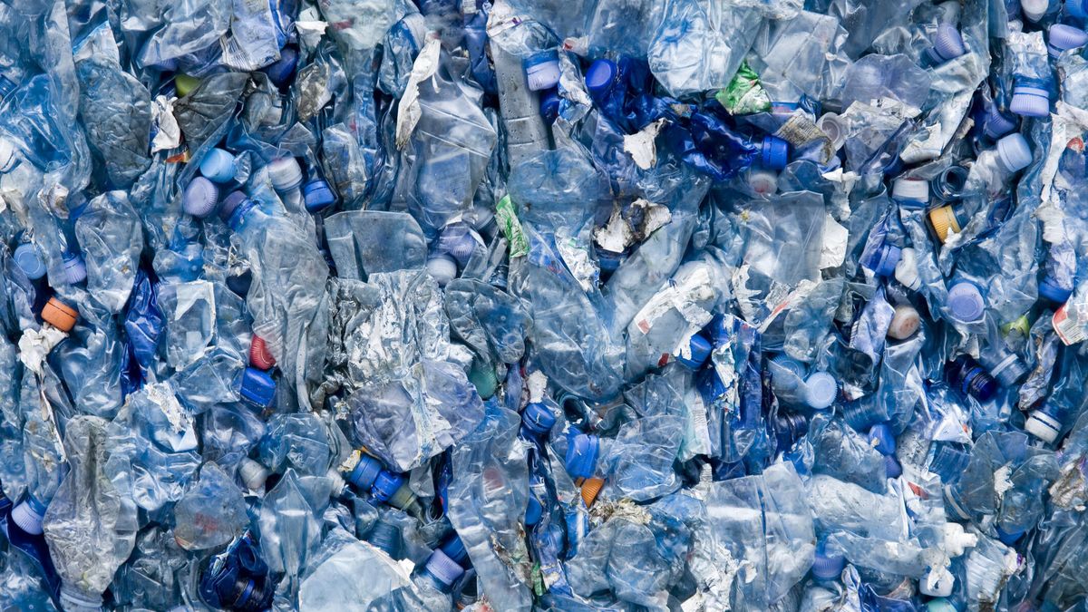Una investigación española busca reciclar plástico gracias a insectos